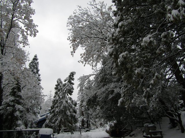 snow in trees